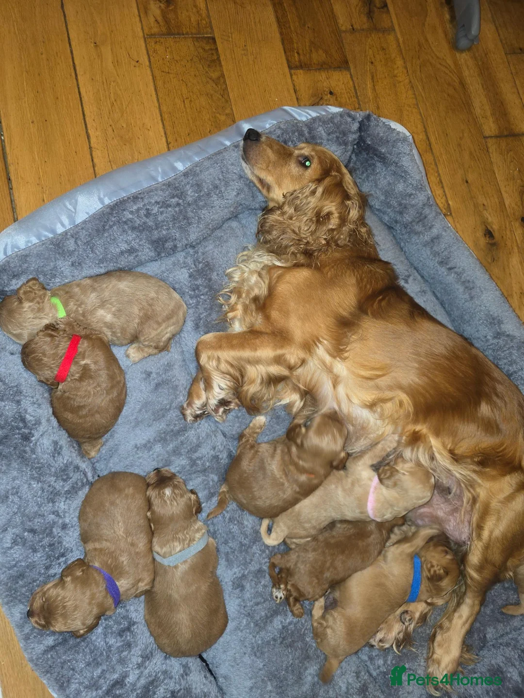 Cockapoo dogs for sale: Amazing litter of 9 Red and Apricot cockerpoo pups in Londonderry - Advert 1