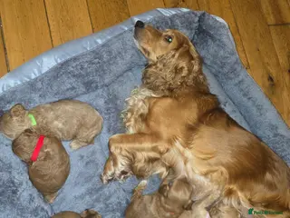 Cockapoo dogs Amazing litter of 9 Red and Apricot cockerpoo pups - Advert 11