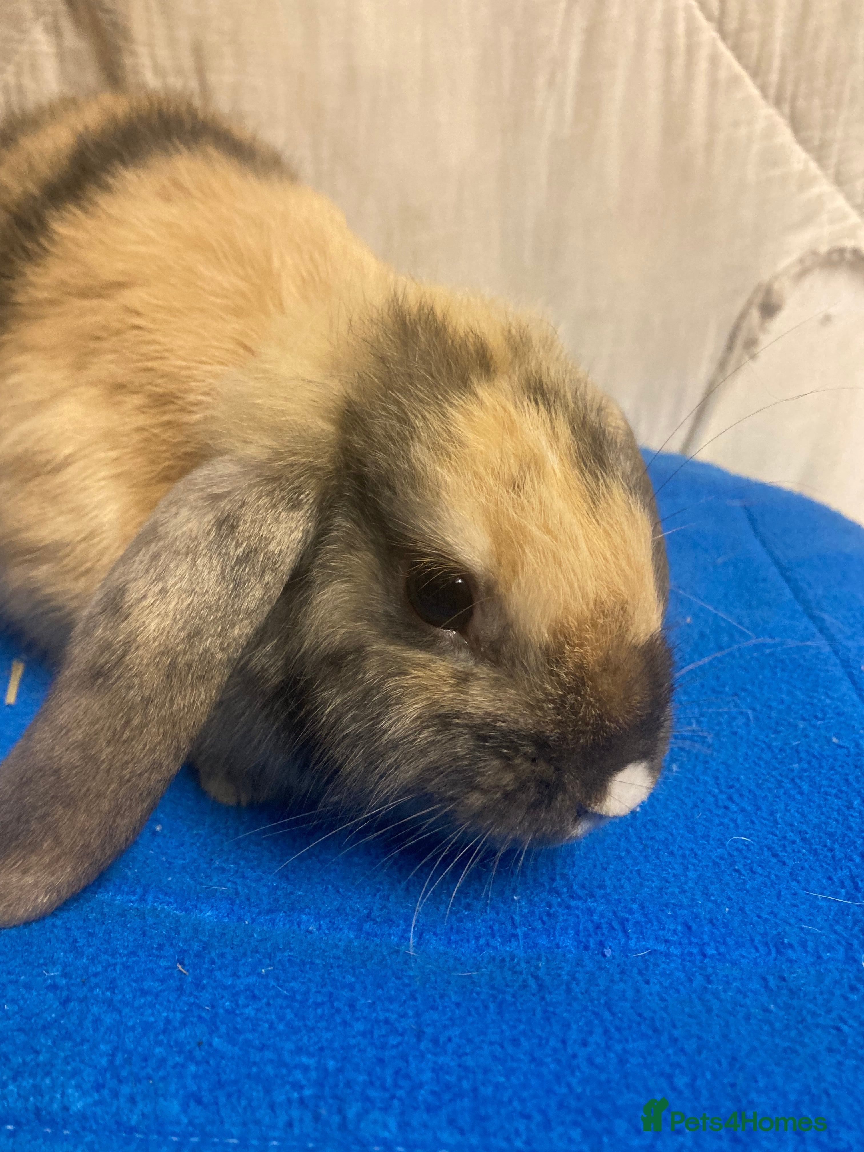 Mini Lop rabbits Female Baby Mini Lop For Sale  - Advert 5