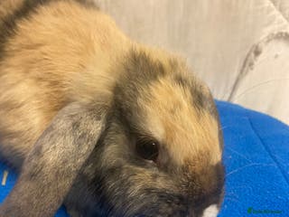 Mini Lop rabbits Female Baby Lop For Sale - Advert 15