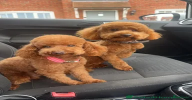 Toy Poodle dogs - Advert 3
