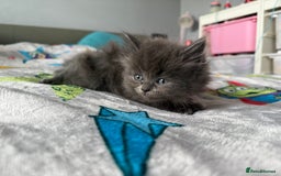 Ragdoll cats for sale: Ragdoll x British shorthair kittens - Advert 4