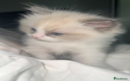 Ragdoll cats for sale: 😍 RARE BLUE LYNX POINT BICOLOR ENTIRE MALE 😍 - Image 12