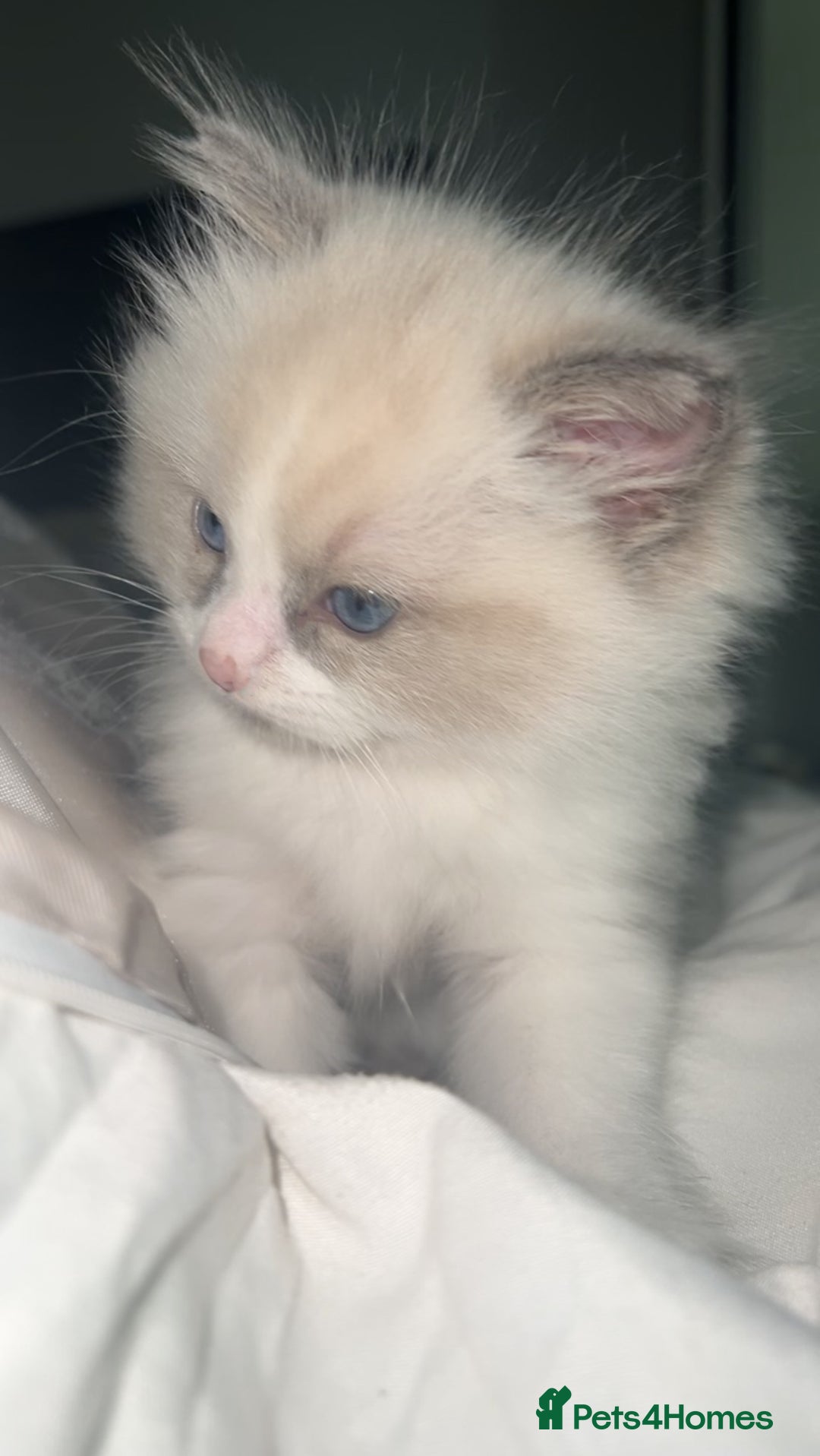 Ragdoll cats for sale: 😍 RARE BLUE LYNX POINT BICOLOR ENTIRE MALE 😍 - Image 12