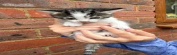 Mixed Breed cats for sale: Mixed breed kittens looking for a forever home  - Advert 3