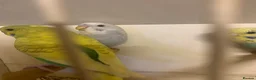 Budgerigars birds for sale: Young proven breeding pair  - Advert 4