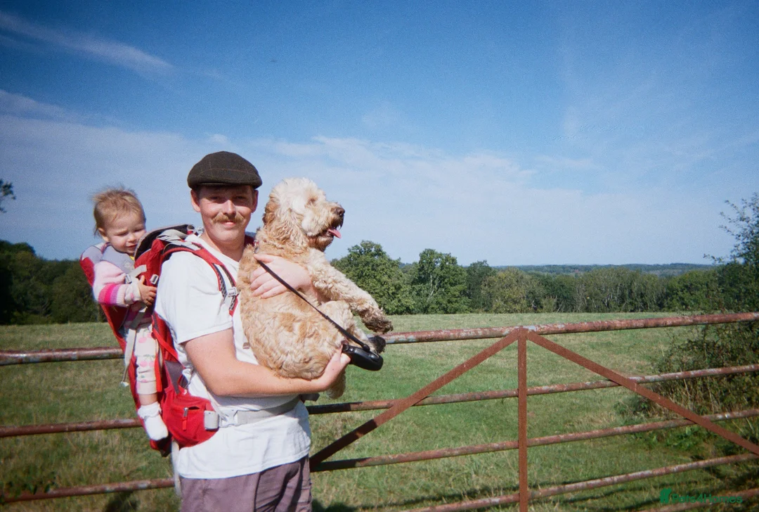 Cockapoo dogs for sale: Herbie - Advert 3