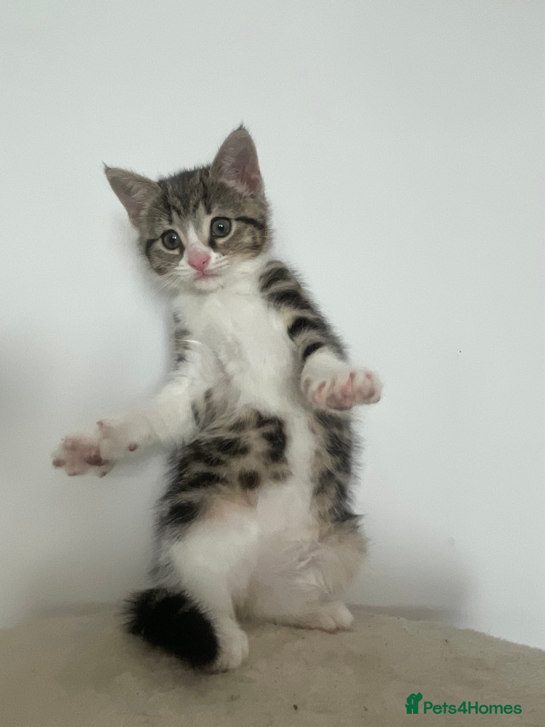 Mixed Breed cats for sale: Gorgeous tabby kittens are looking for new home  - Image 17