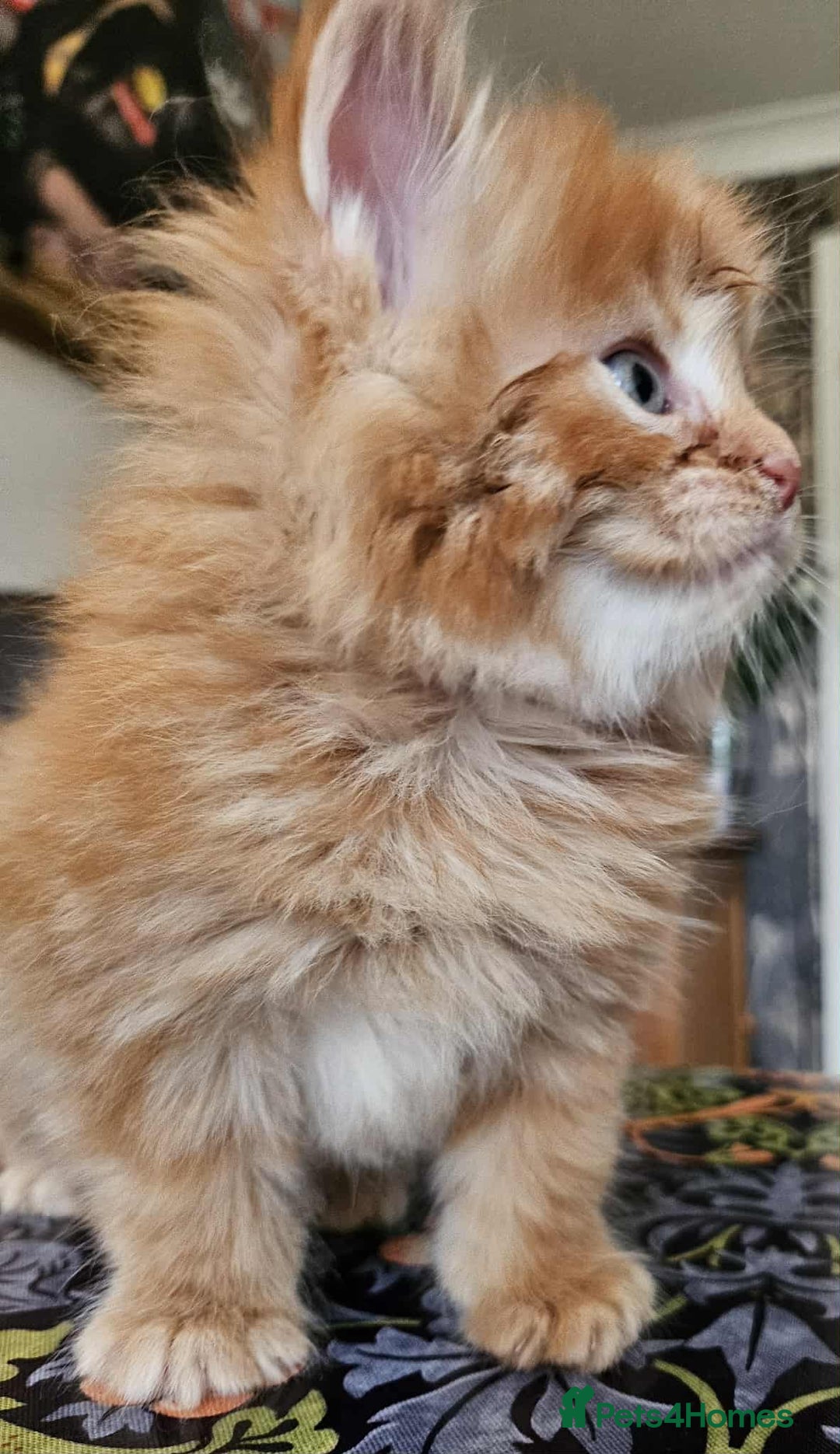 Maine Coon cats for sale: Champion Line Maine Coons –Rare, Fluffy, Gorgeous! - Image 22