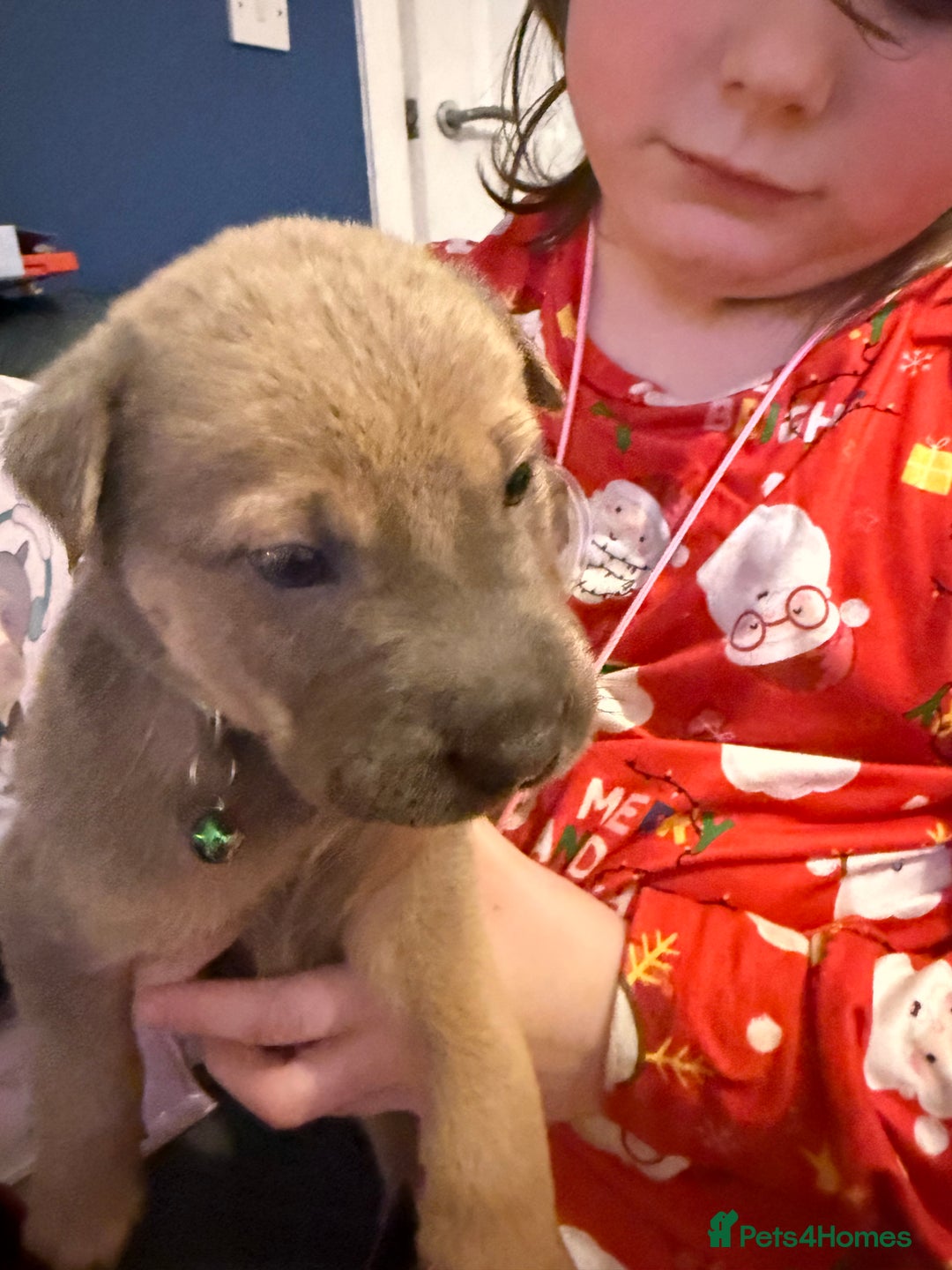 Mixed Breed dogs for sale: Ready 12 Jan Sharpei x Rhodesian ridgeback Hybrid - Advert 36