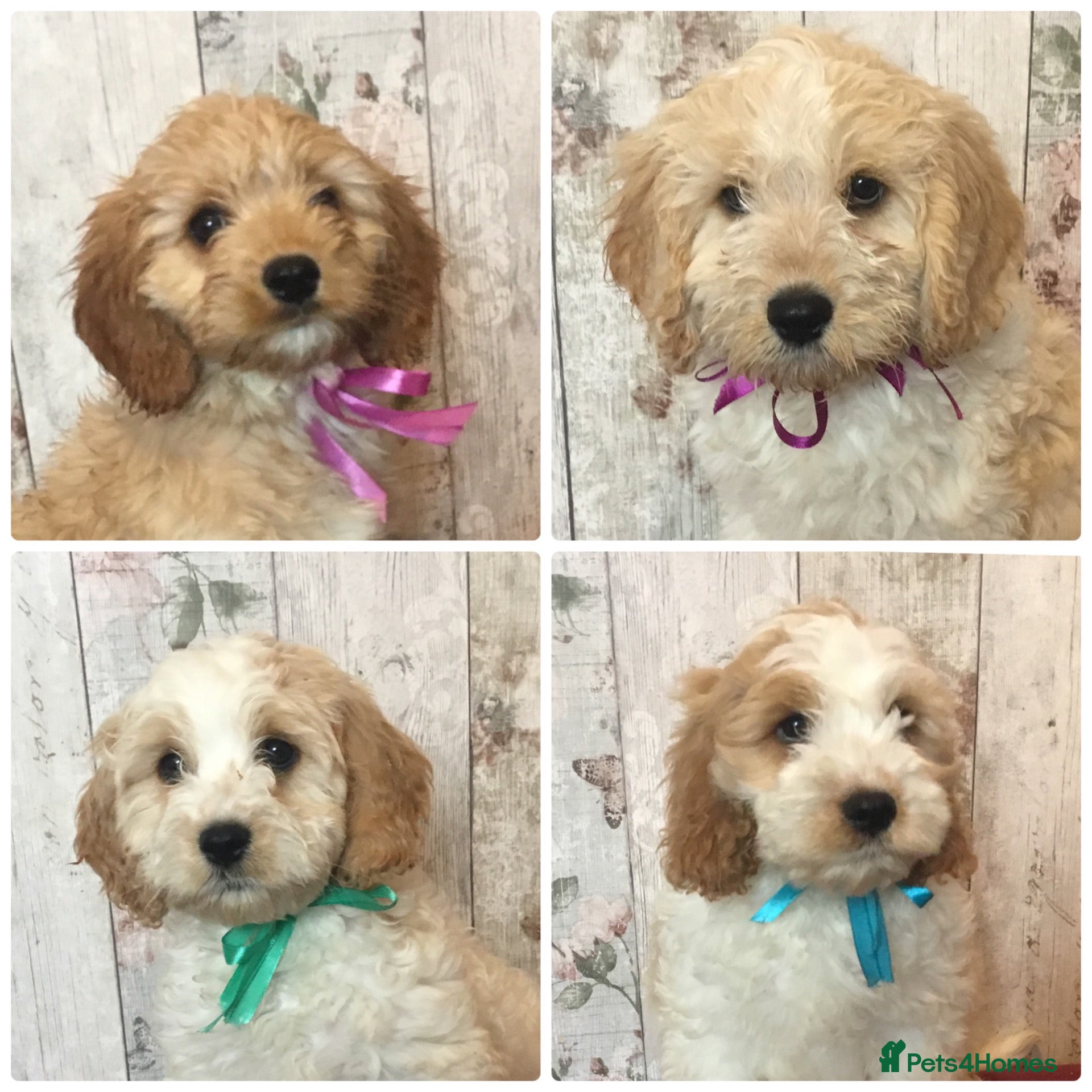 Mixed Breed dogs Adorable fluffball Cockalierpoo pups - Advert 1