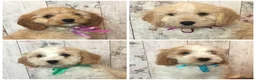Mixed Breed dogs for sale: Adorable fluffball Cockalierpoo pups - Advert 1