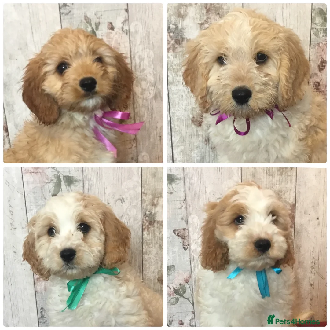Mixed Breed dogs for sale: Adorable fluffball Cockalierpoo pups - Advert 1