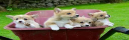 Welsh Corgi Pembroke dogs for sale: Pembroke corgi pups - Advert 9