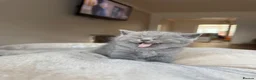 British Shorthair cats for sale: British short hair grey / blue kittens  - Advert 20