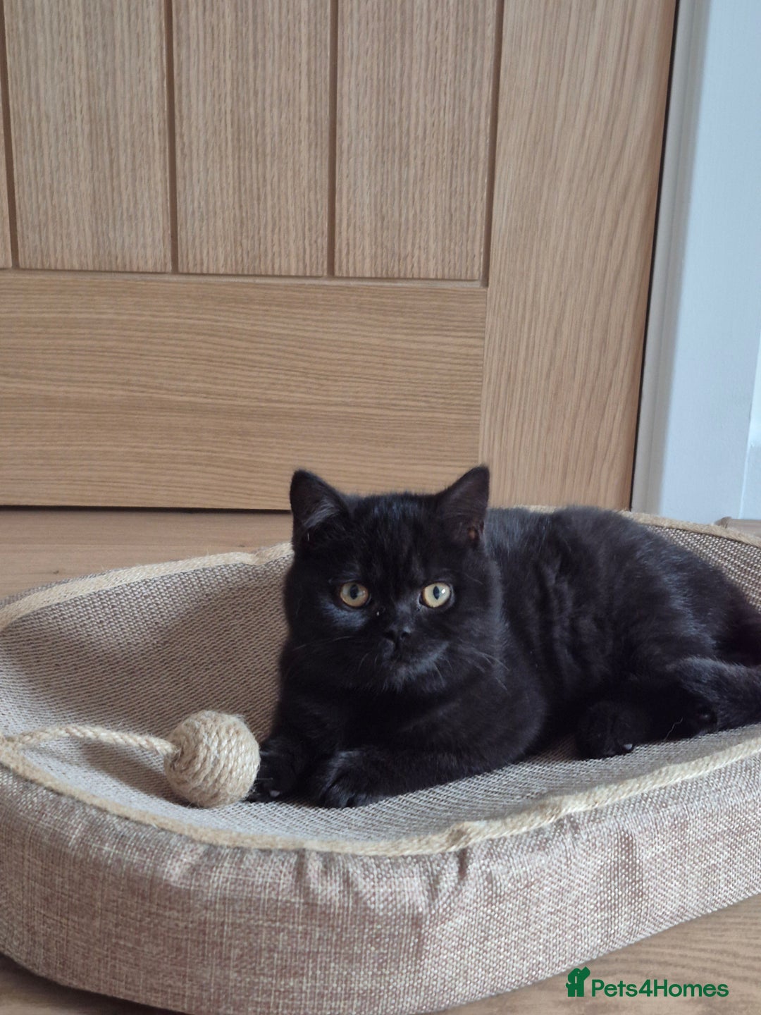 British Shorthair cats for sale: 2 Stunning full BSH kittens available - Advert 11