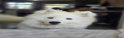 Samoyed dogs for sale: Female Samoyed looking for home - Advert 4