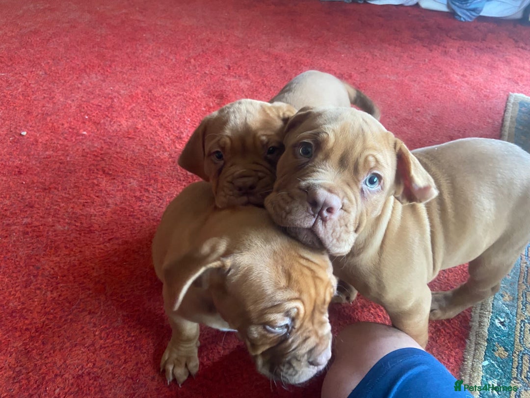 Dogue De Bordeaux dogs for sale: Dogue de Bordeaux 9 weeks old. Two girls, one boy - Image 5