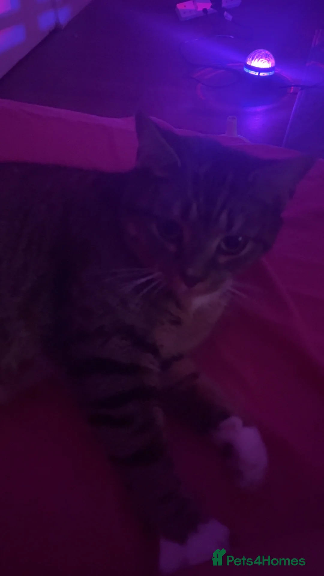 British Shorthair cats for sale: 1 tabby cat up for sale  - Advert 2