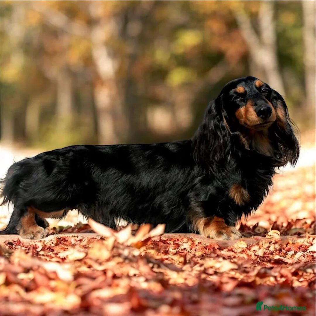 Dachshund dogs for stud: Quality miniature long hair dachshund for stud  - Advert 1