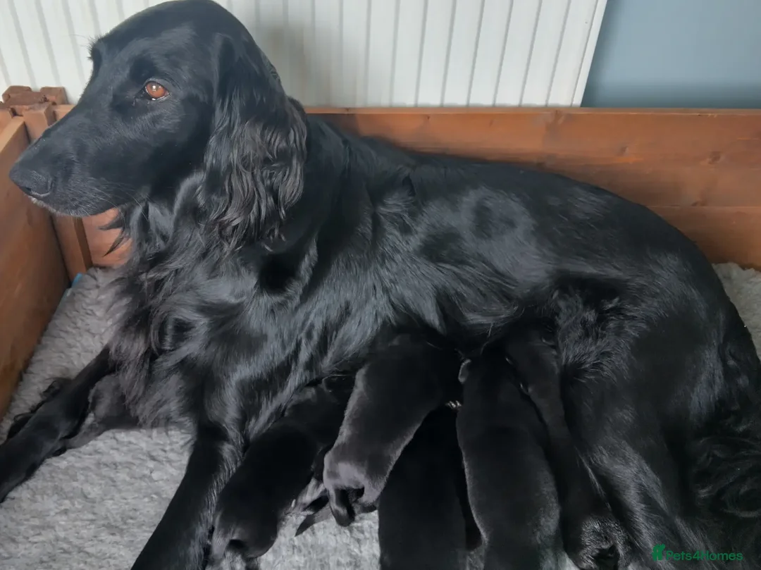 Flat coated Retriever dogs for sale: One beautiful boy puppy ready to go - Image 5