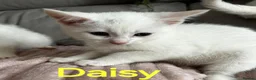 Turkish Angora cats for sale: ✨️🌸Stunning Turkish Angora Females✨️🌸 in Birmingham - Advert 6