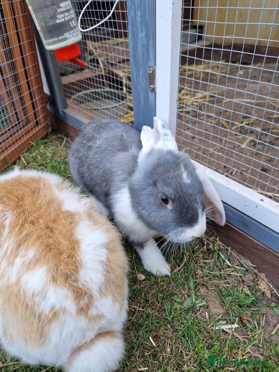 French Lop rabbits for sale: French lop/continental giant babies - Image 7