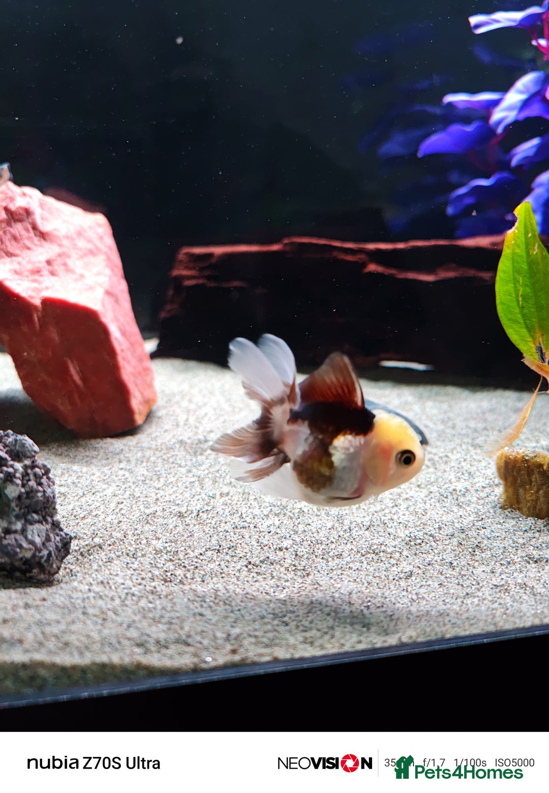 Fancy Goldfish fish for sale: Fancy gold fish orandas  - Image 6