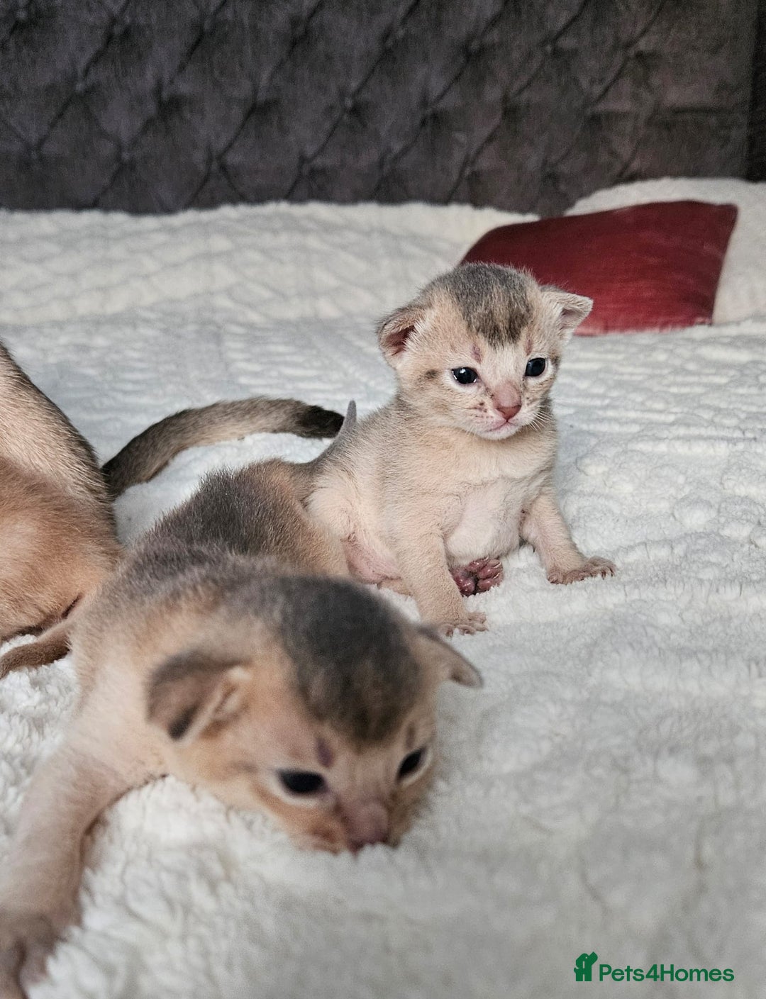 Abyssinian cats for sale: Abyssinian  - Advert 32