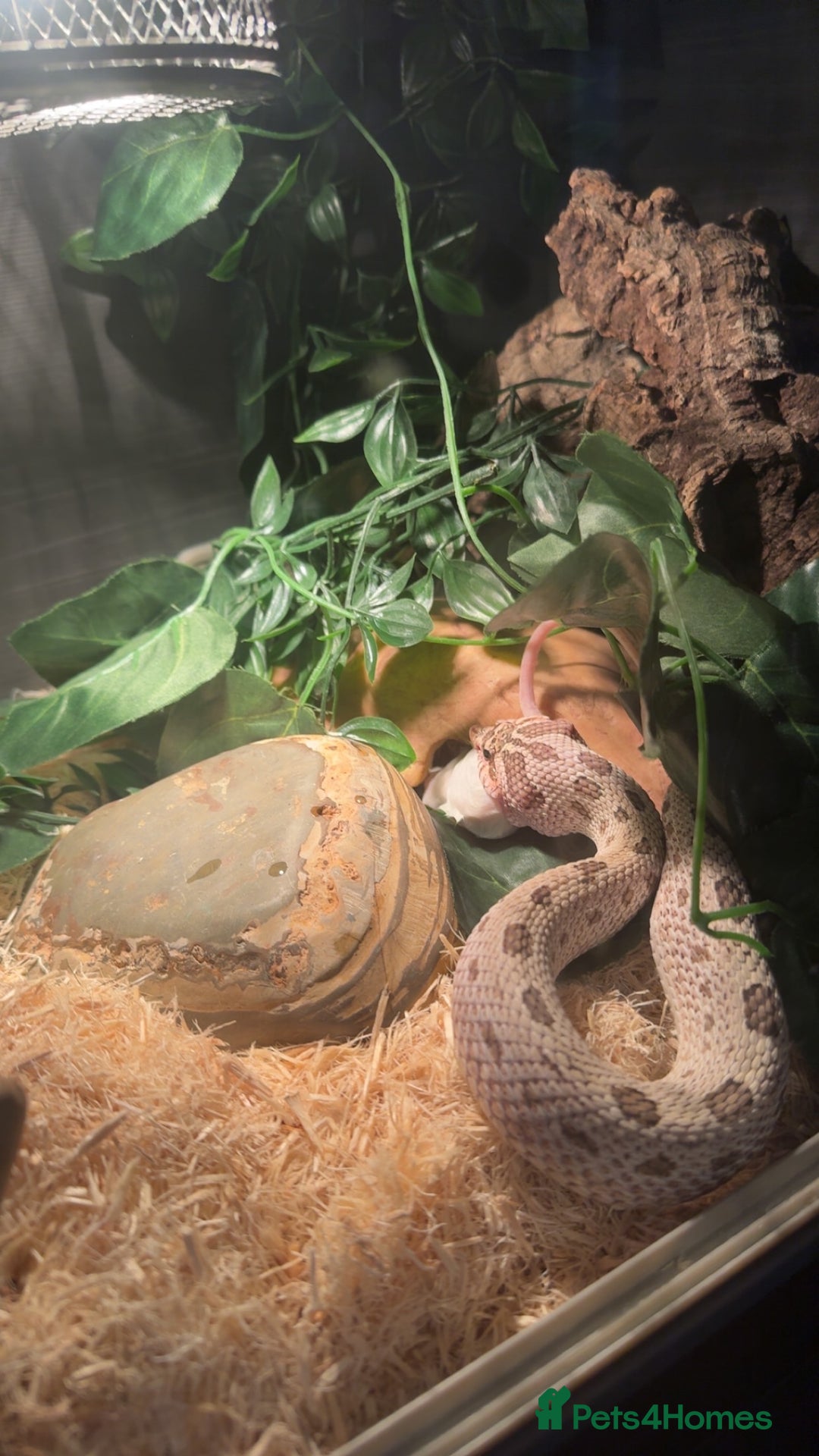 Snake reptiles for sale: Super Arctic Conda Hognose (het albino) + vivarium - Image 2