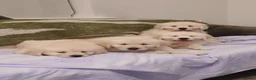 Golden Retriever dogs for sale: GOLDEN RETRIEVER PUPPIES TO GO  in Rossendale - Advert 3