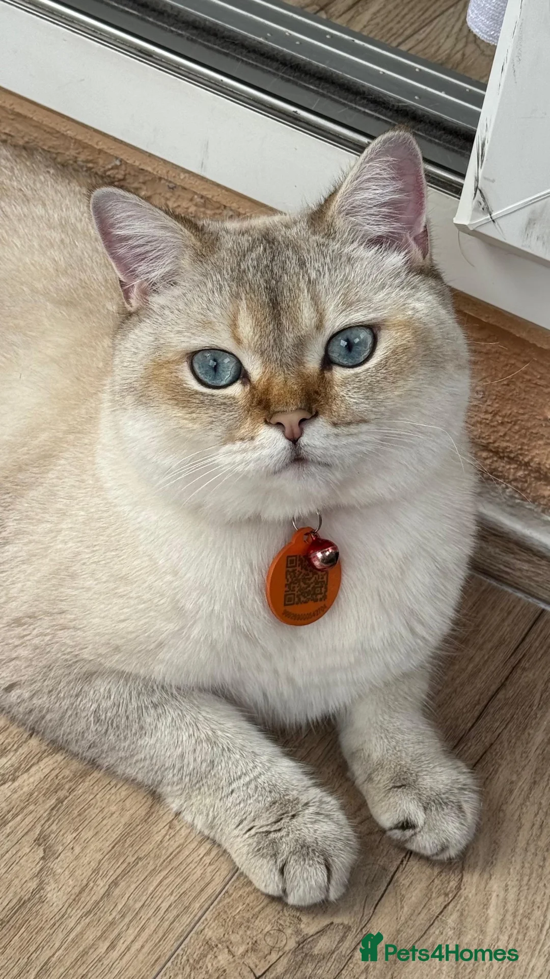 British Shorthair cats for sale: Simba  - Advert 1