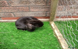 Mini Lop rabbits for sale: **Last one - Mini Lop Girl Bunny  - Image 5