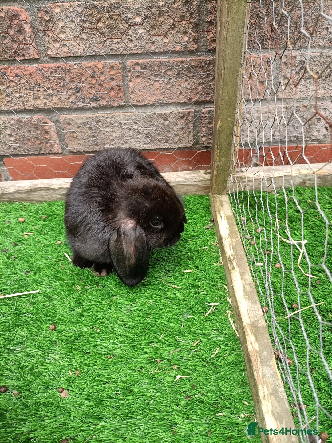 Mini Lop rabbits for sale: **Last one - Mini Lop Girl Bunny  - Image 5