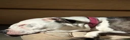 American Bulldog dogs for sale: Juno-American Bulldog - Advert 2
