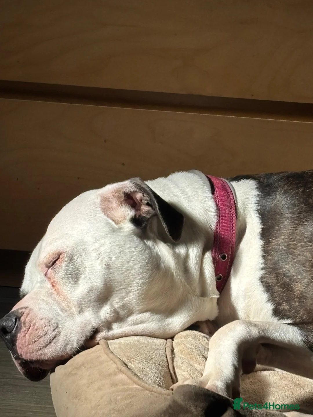 American Bulldog dogs for sale: Juno-American Bulldog - Advert 2