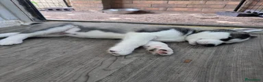 Siberian Husky 1 Barnaby 