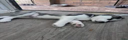 Siberian Husky dogs for sale: Puppies for sale - Advert 9