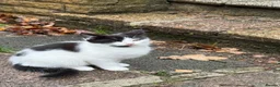 Mixed Breed cats for sale: Black and white kitten in Edgware - Advert 2