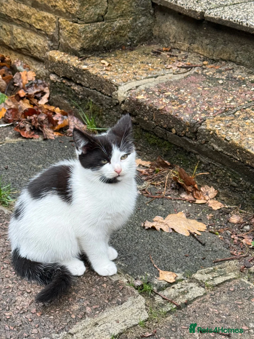Mixed Breed cats for sale: Black and white kitten in Edgware - Advert 2