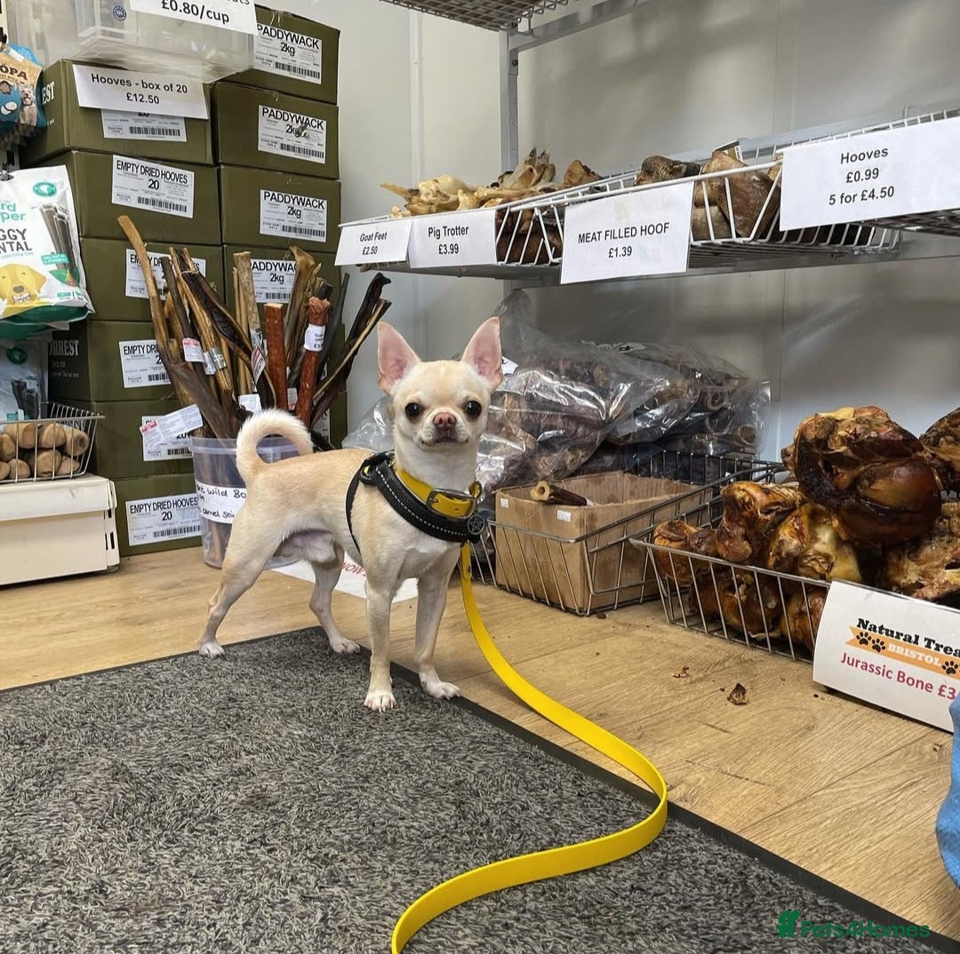 Chihuahua dogs for stud: STUD KC Registered Male Chihahua  - Advert 4