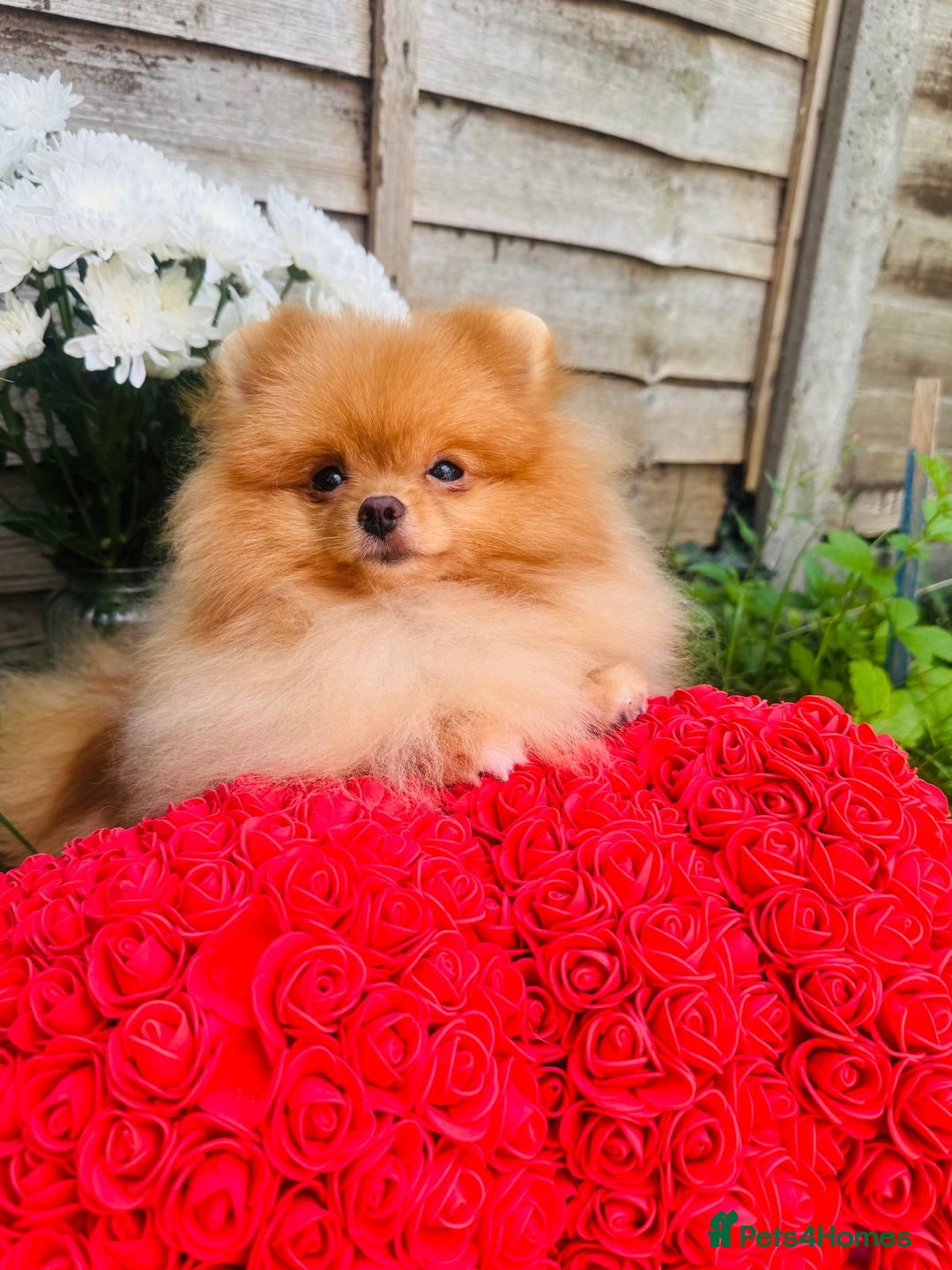 Pomeranian dogs for sale: White and Orange Pomeranian Boys in London - Image 17