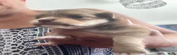 Chihuahua dogs for sale: Apple head chihuahuas  - Advert 6