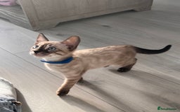 Bengal cats for sale: Stunning full pedigree bengal kittens  - Image 12