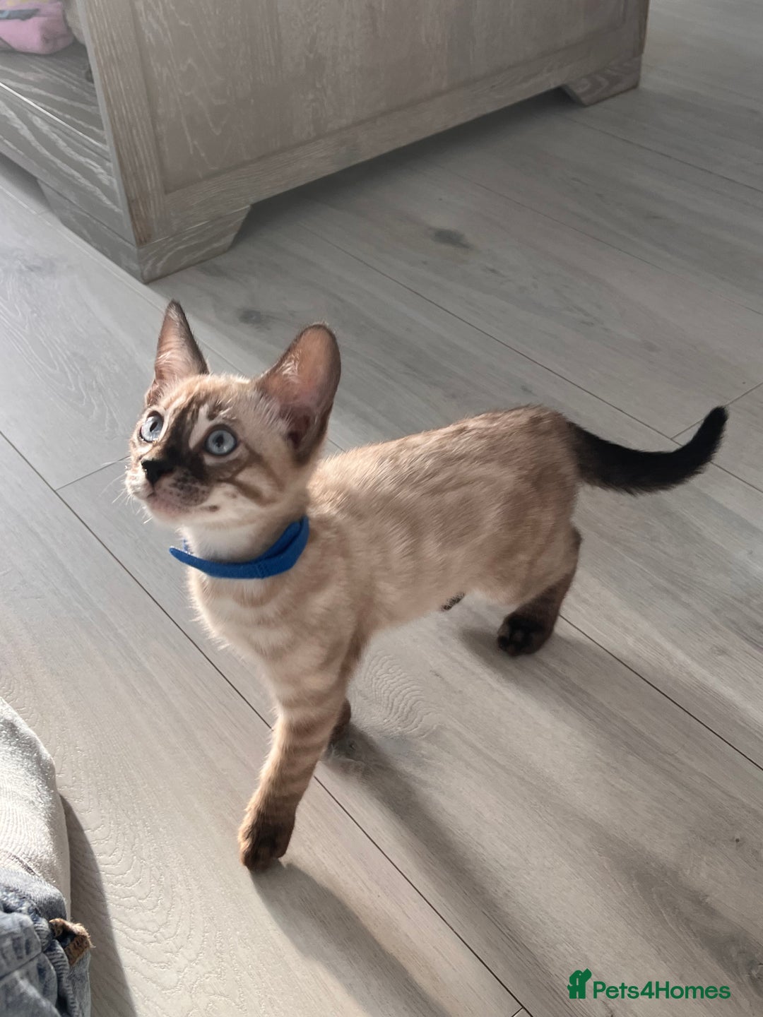 Bengal cats for sale: Stunning full pedigree bengal kittens  - Image 12