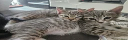 Mixed Breed cats for sale: Mix breed kittens mum is bengal cross - Advert 24