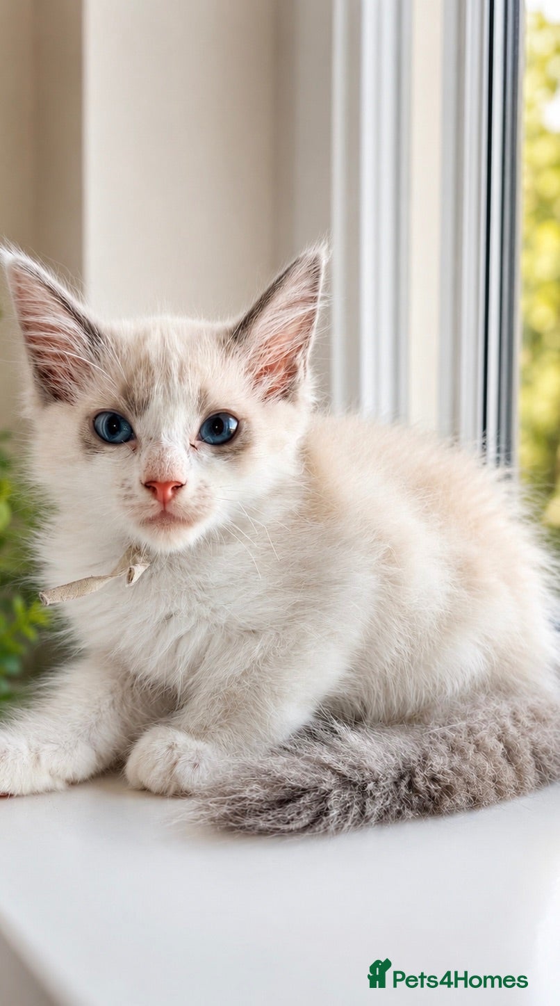 Ragdoll cats 🐾 Two Gorgeous Ragdoll Kittens Ready to Leave! 🐾 - Advert 19