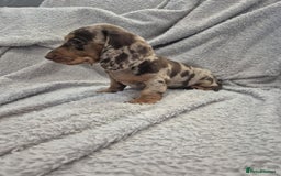 Miniature Dachshund dogs for sale: Kc dachshund babies ready next week - Image 7