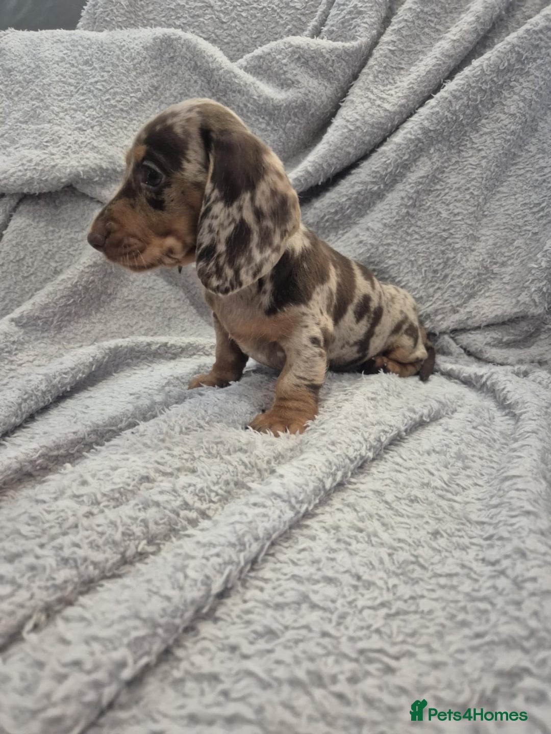 Miniature Dachshund dogs for sale: Kc dachshund babies ready next week - Image 7