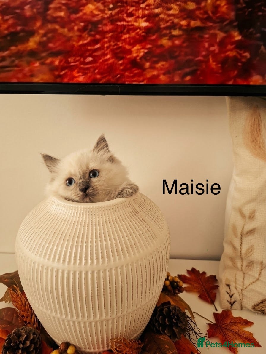 Ragdoll cats Stunning TICA-Registered Ragdoll Kittens - Advert 2